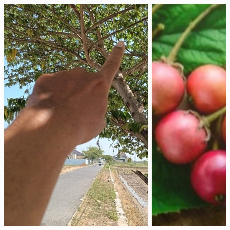 Iseng Petik Buah Kersem di Jalan Gang Bongas Kandanghaur, Ternyata Manfaatnya “Gak Kaleng-Kaleng”