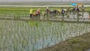 Buruh Tandur Zaman Now Memupus Arti Tandur, Sekarang Tandur Tidak Lagi Tanam Sambil Mundur