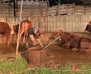 Bisnis Hewan Kurban Marak Jelang Idul Adha