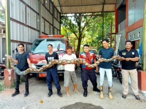 Petugas Damkar Patrol Tangkap Ular Sanca Panjang 7 Meter