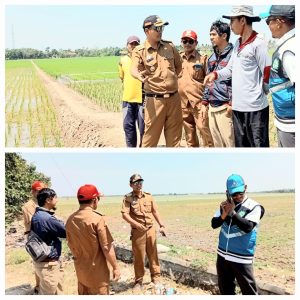 Jeritan Petani Desa Tegaltaman Soal Ancaman Kekeringan, Ditanggapi Serius Camat Sukra Bagus Asep Trisnadi Tinjau Langsung Areal Pesawahan