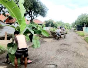 Warga Desa Pondoh dan Segeran Tanam Pisang di  Jalan Kabupaten yang Rusak